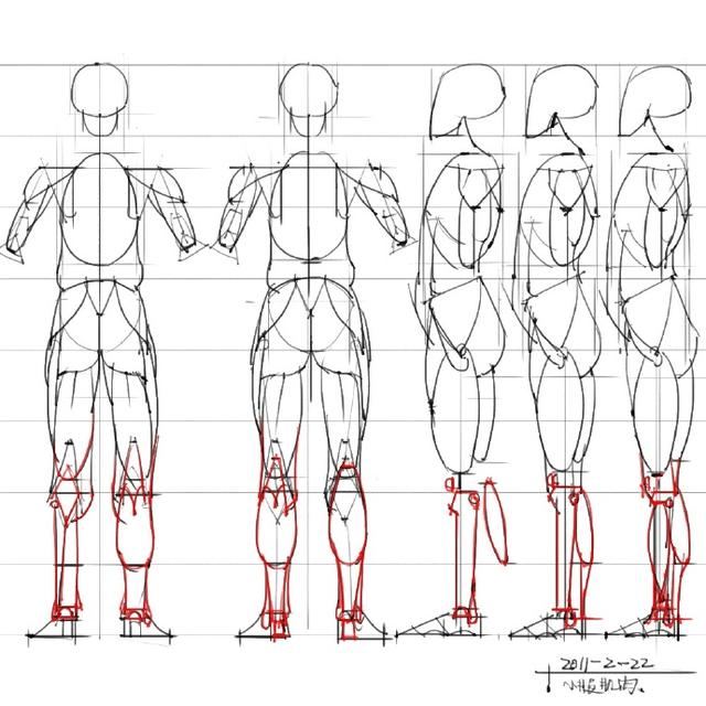 一组非常实用的人体结构头身比对照图!别再为你画不好找借口啦_绘画