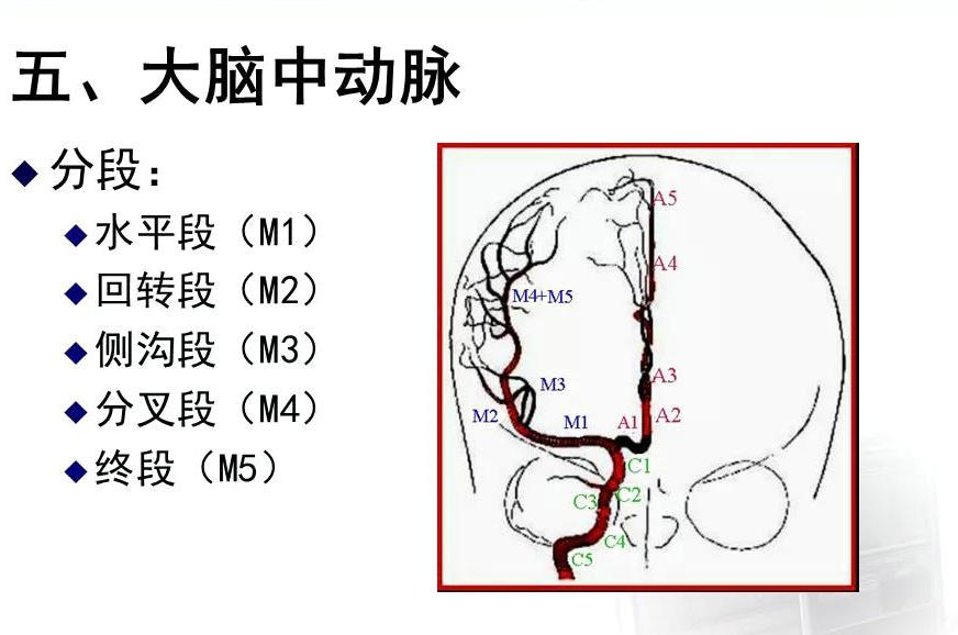 脑血管分段解剖图ppt图片