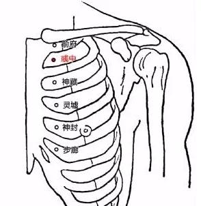 肋骨定位标志图片