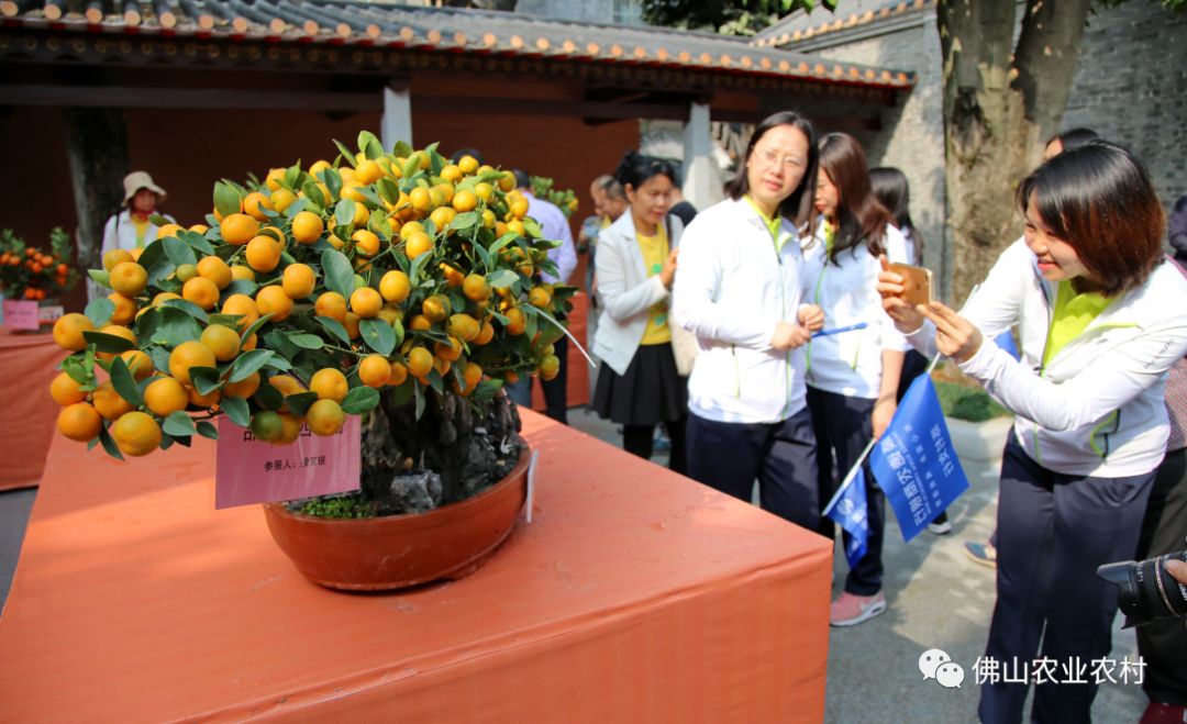 当天,年桔文化展示馆正式建成开放,展示仙涌年桔种植历史,技术经验及