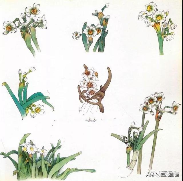 国画教程丨工笔水仙花的画法解析