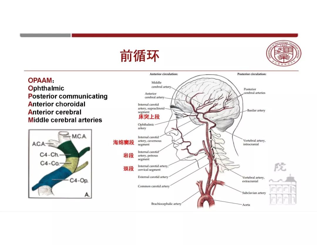 脑血管解剖太复杂?一文教你轻松掌握!