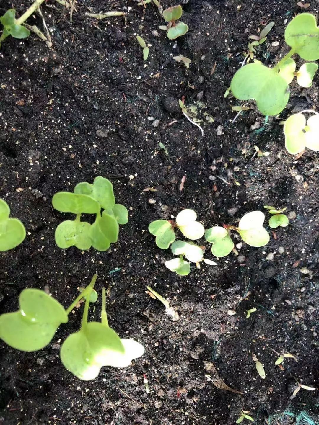 中班微课程疯狂的萝卜