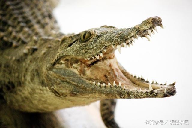 原创黄炳松号啕大哭我错了鳄鱼的眼泪掩盖不住伪善的心