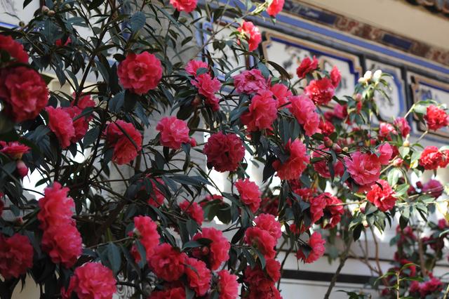 2,温度光照 香妃茶花喜欢在温暖的环境中生长,若是吸收12个小时的光照