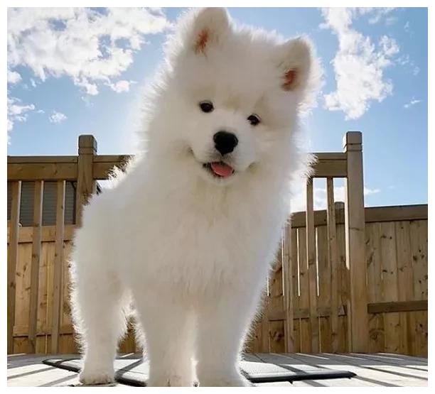 我说萨摩是世界上最治愈的狗狗,大家没异议吧?