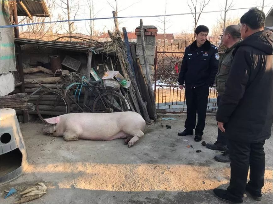 看,年猪不甘被宰,上演新年大逃亡.