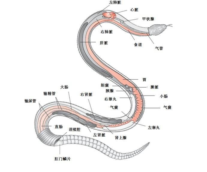 猫怕蛇还是蛇怕猫图片