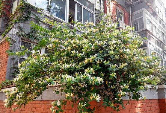 金银花适应性强,喜阳光,也耐阴