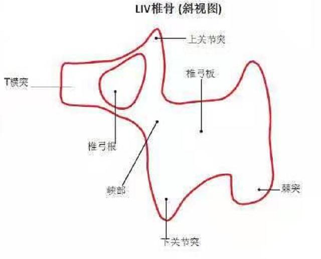 劈裂解剖位置图片