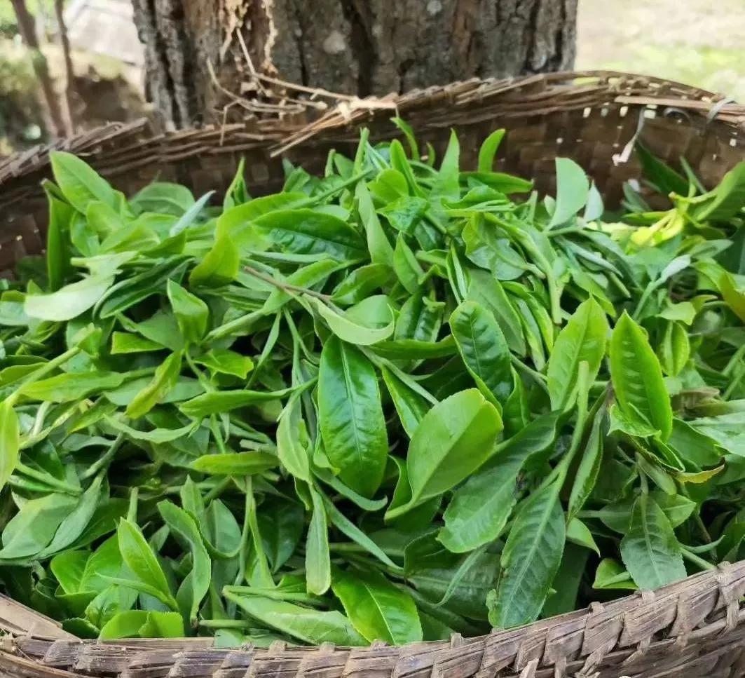 草木行茶山游学班班长看茶山勐宋之光保塘味道