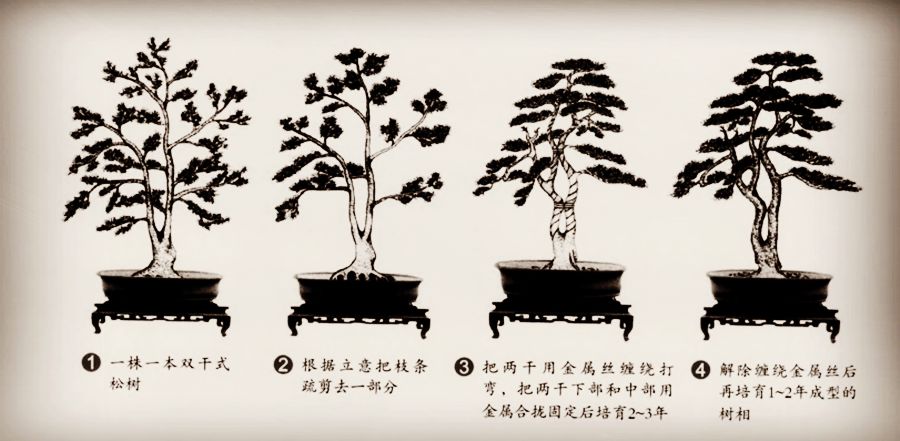 干枝梅盆景的养殖方法图片