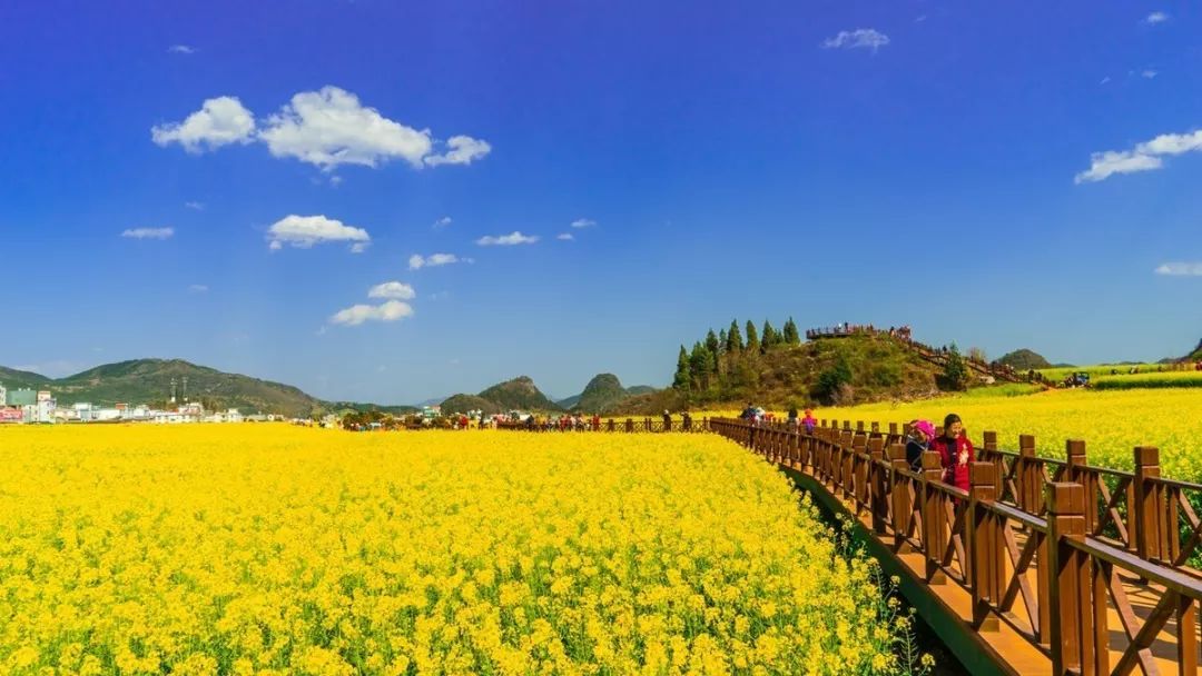 兴义油菜花,兴义万峰林油菜花_大山谷图库