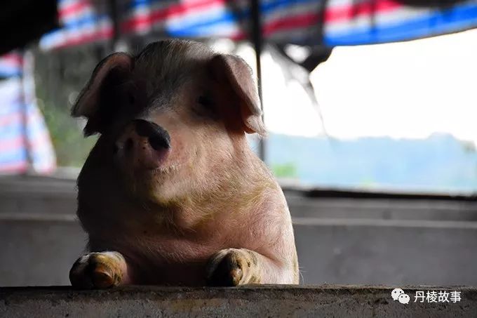 桂花飘香的乡村之花果山农场张廷伦传奇故事四