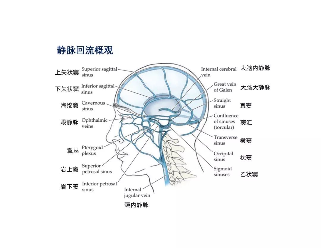 大脑静脉回流