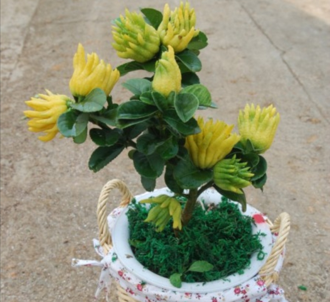 家里养1盆佛手花美观又大方寓意更美好