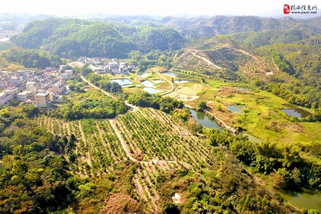 揭西南山镇石船村这个140多亩柑园走起!