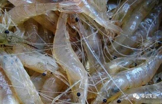 尾节末端尖细,呈刺状.