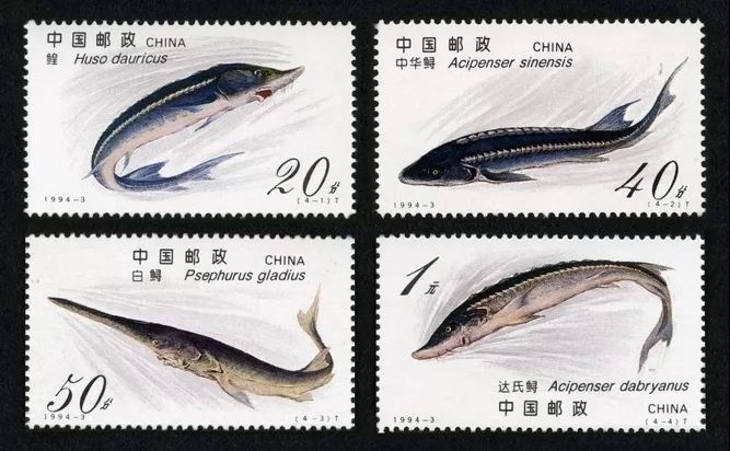 万分心痛邮票上的白鲟此后现实中再难相见