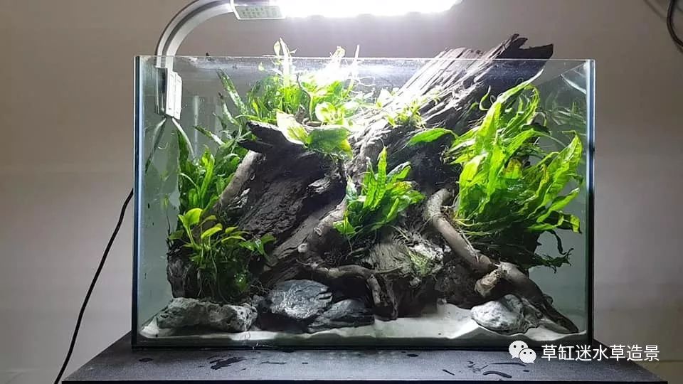 最省心的阴性草缸连水草泥二氧化碳都省了