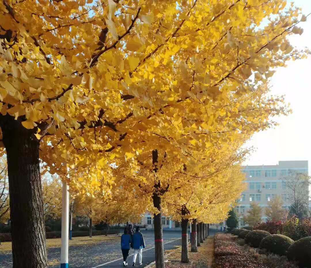 大石橋市高級中學