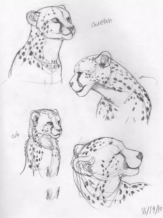 动物速写的临摹教程_画法