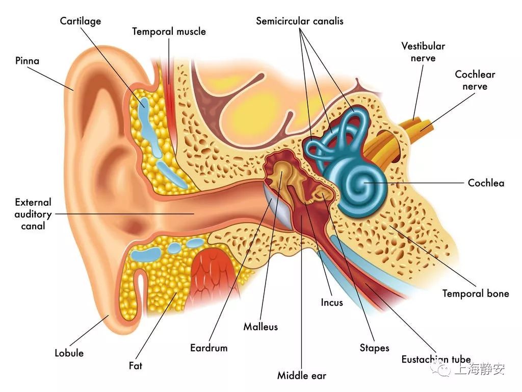 耳朵痒,主要与耳朵内分布着丰富的神经密切相关,如感觉神经和迷走神经