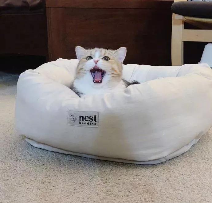 图片[29] - 【xizi被窝段子20200104】要努力 但不要拼命努力 切记切记！ - xizi