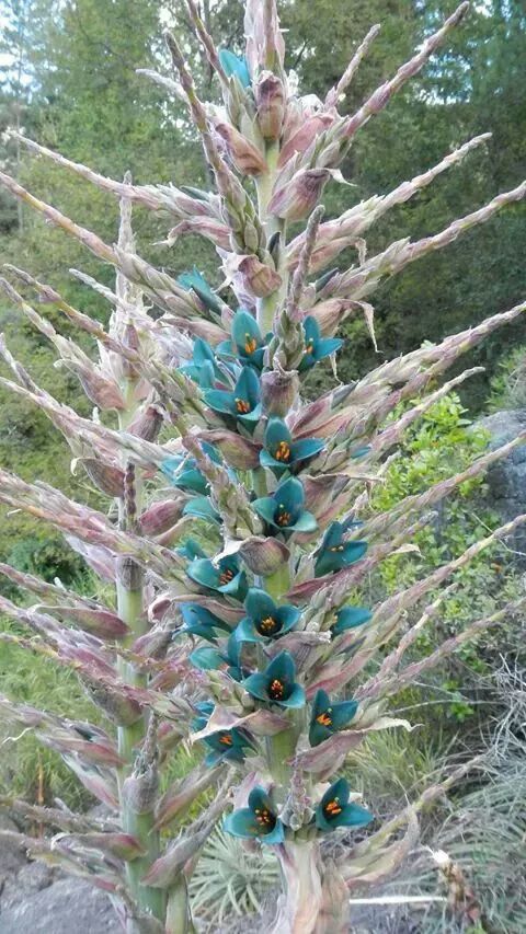 万年古花罕见怒放震撼世人见过一朵算你牛