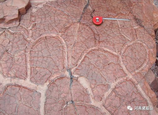 泥裂常见于粘土岩和碳酸盐岩中.