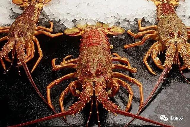 南非龙虾也叫南非棘刺龙虾,主要生长在西南非海域