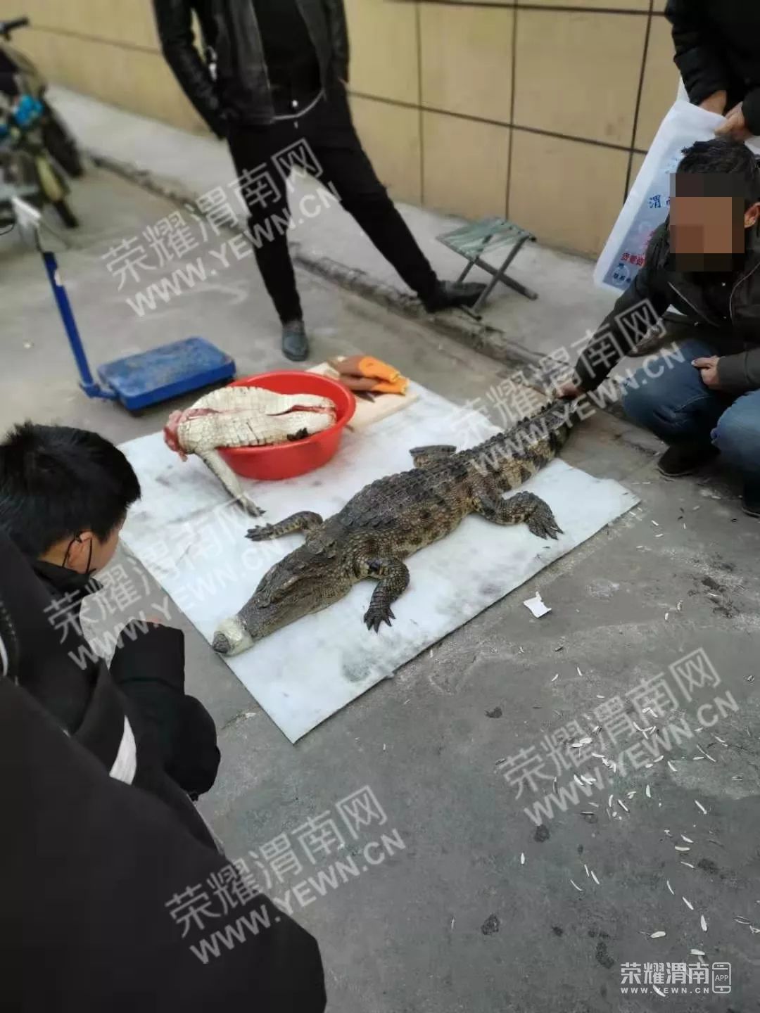 渭南西三路有人当街摆摊卖鳄鱼?足有1米多,太吓人了.