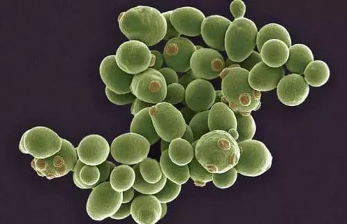 曲霉是酿酒业所用的糖化菌种,是与制酒关系最密切的一类菌,其好坏与出