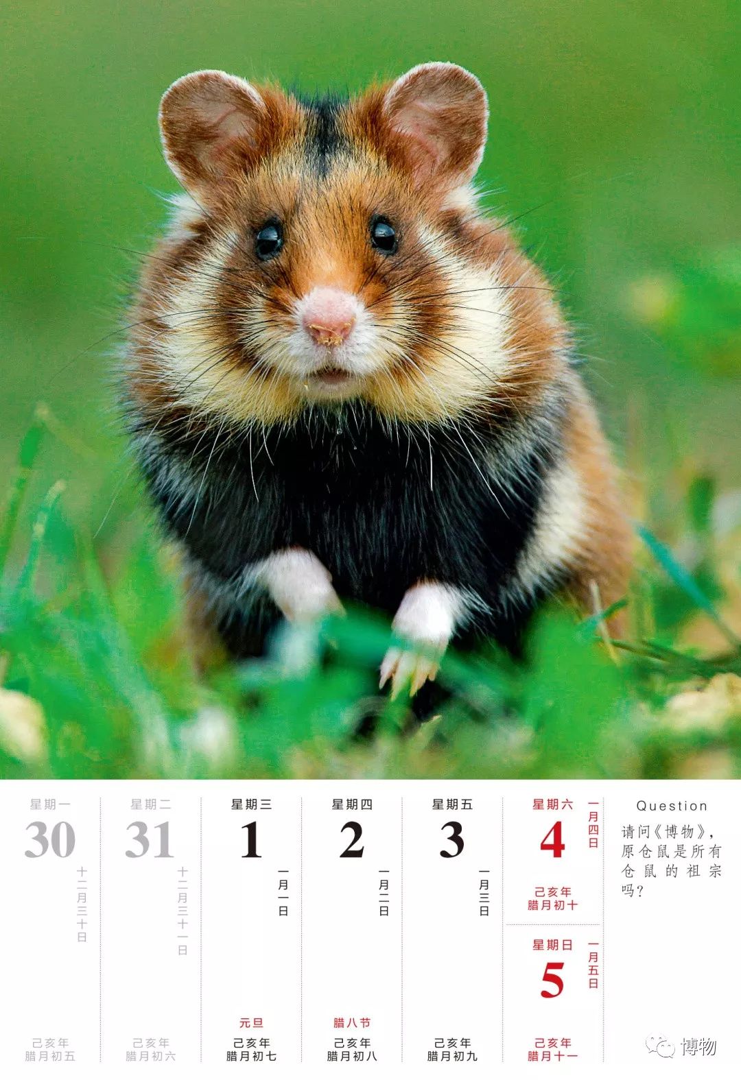 它带着康辉都没有的腮帮子来了!