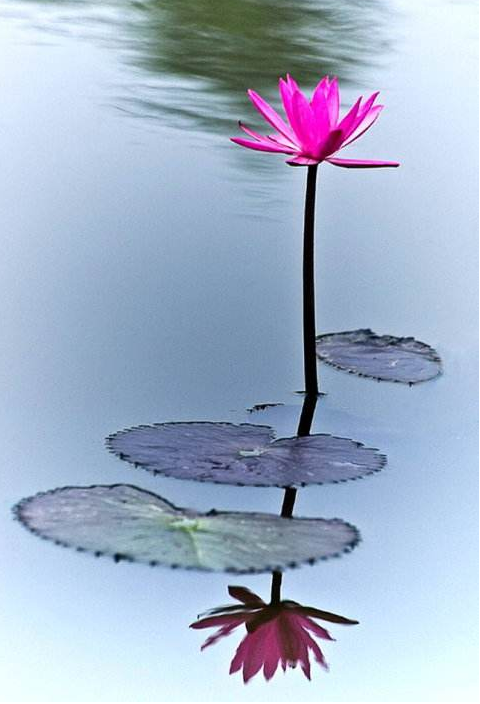 为何菩萨怕因众生怕果