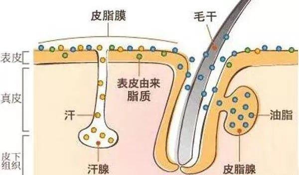 大汗腺位置图图片