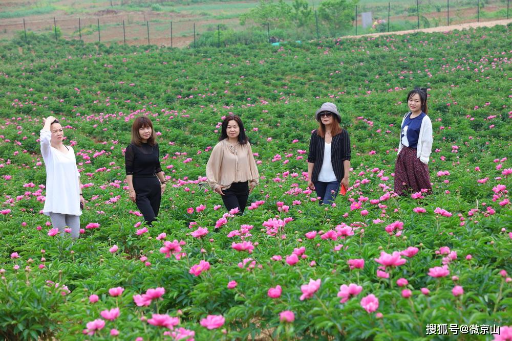 曹武花台山的芍药花开了,游人赏花拍照