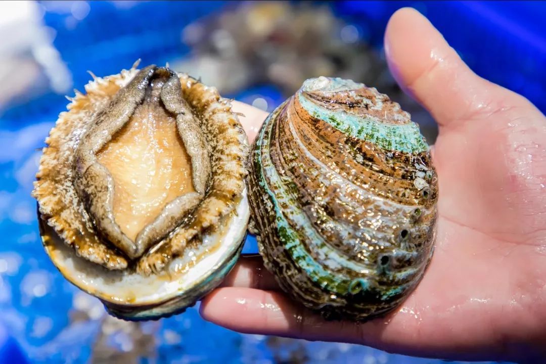 空运过来的进口生蚝等等富贵虾,东星斑,老虎斑应有尽有新西兰星空鲍鱼