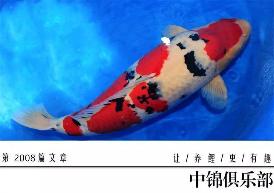 科普贴锦鲤寿命到底有多长