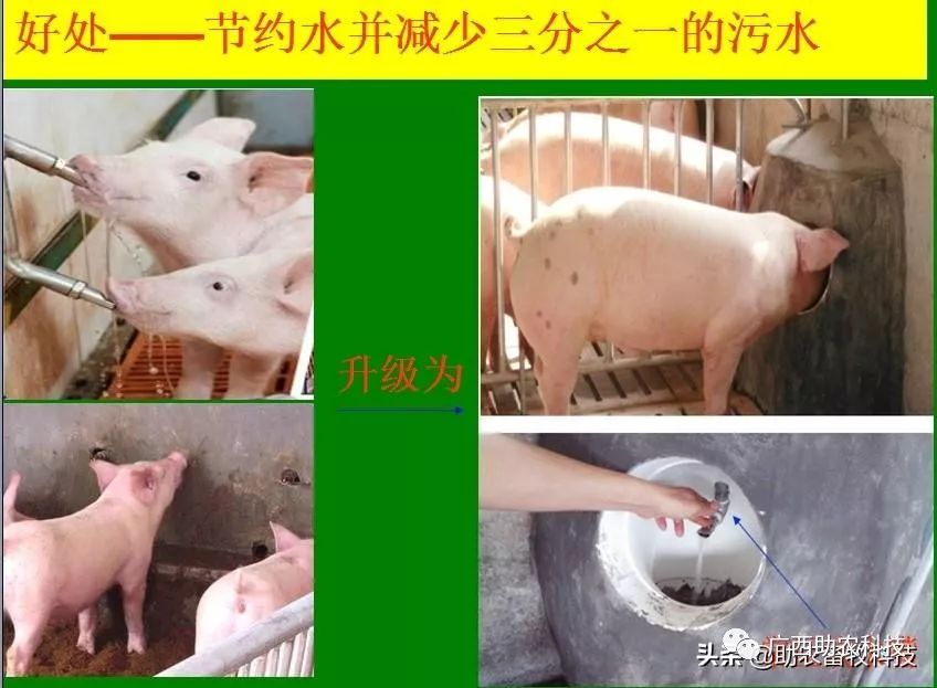 水泡粪养猪全套设计图纸,新型无臭味氨气养猪技术模式,降低30%左右