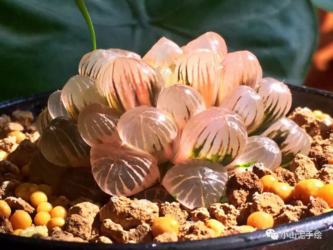 彩铅教程画颗blingbling的玉露