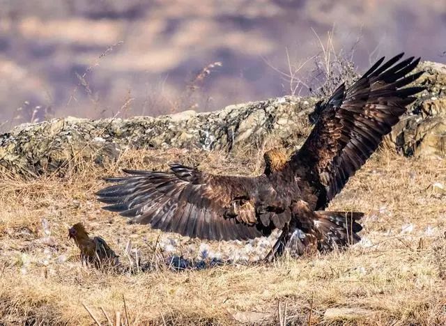 2020年新年洛阳偃师拍摄空中霸主金雕猎食过程
