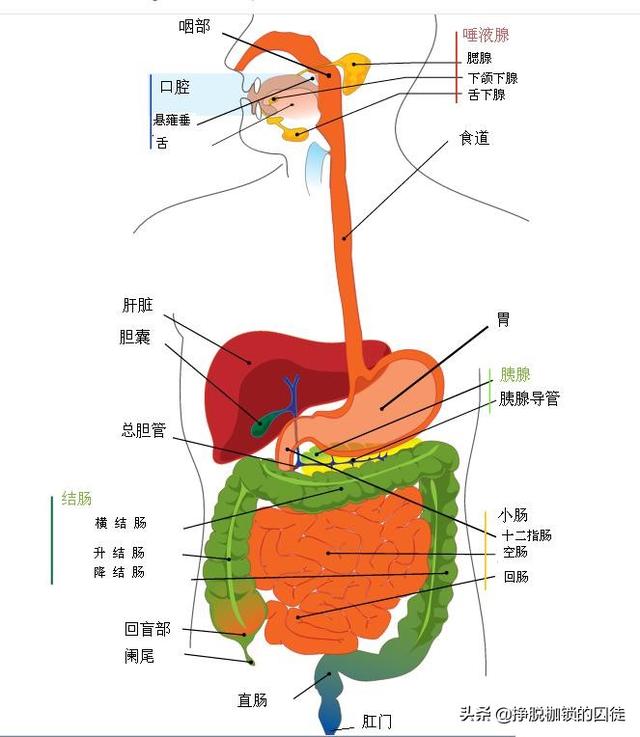 一碗米饭从吃进嘴里到变成粪便排出经过一个怎样的历程