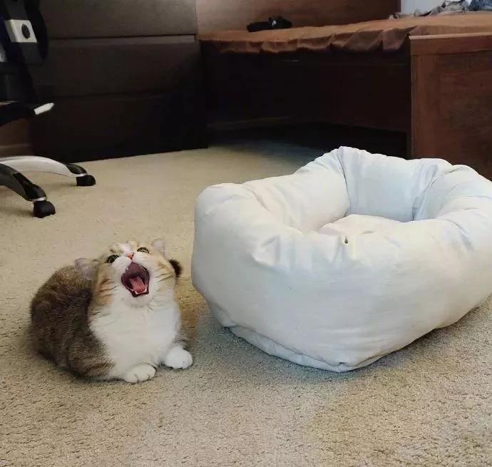 图片[32] - 【xizi被窝段子20200104】要努力 但不要拼命努力 切记切记！ - xizi