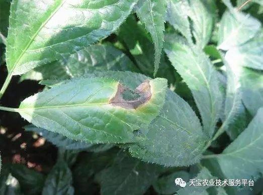 三七重点防治病害详解