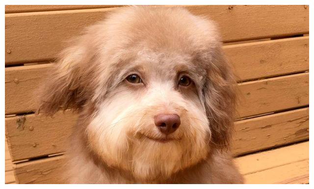 美国各州惊现狗人长着人类的面孔笑起来比人类还要诡异