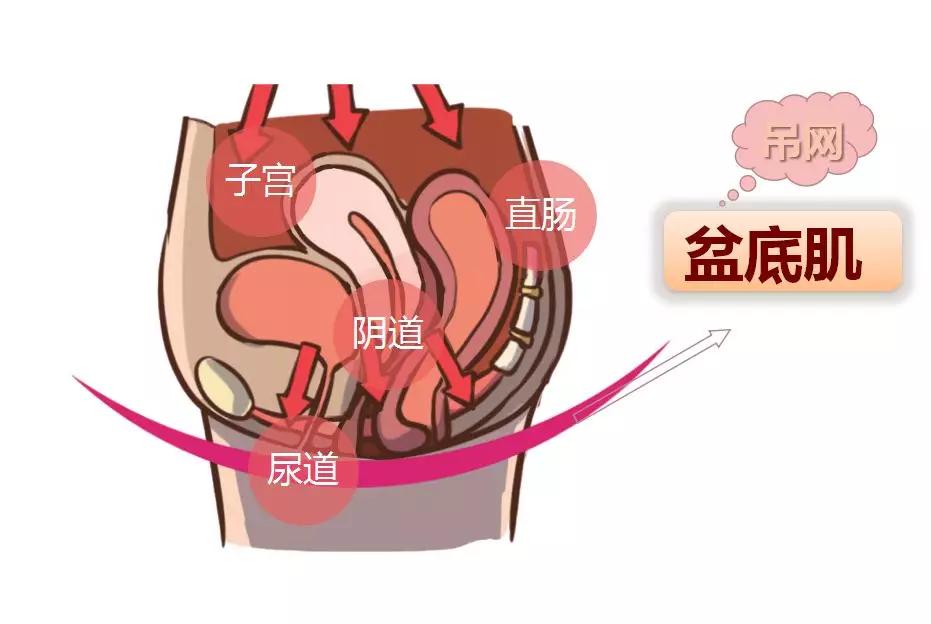 盆底肌作為一張吊網,圍繞在尿道,陰道和直腸開口的周圍,支撐著盆腔和