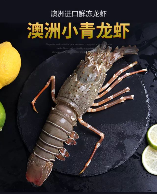 涨知识 | 波龙、澳龙、花龙到底是个什么龙?