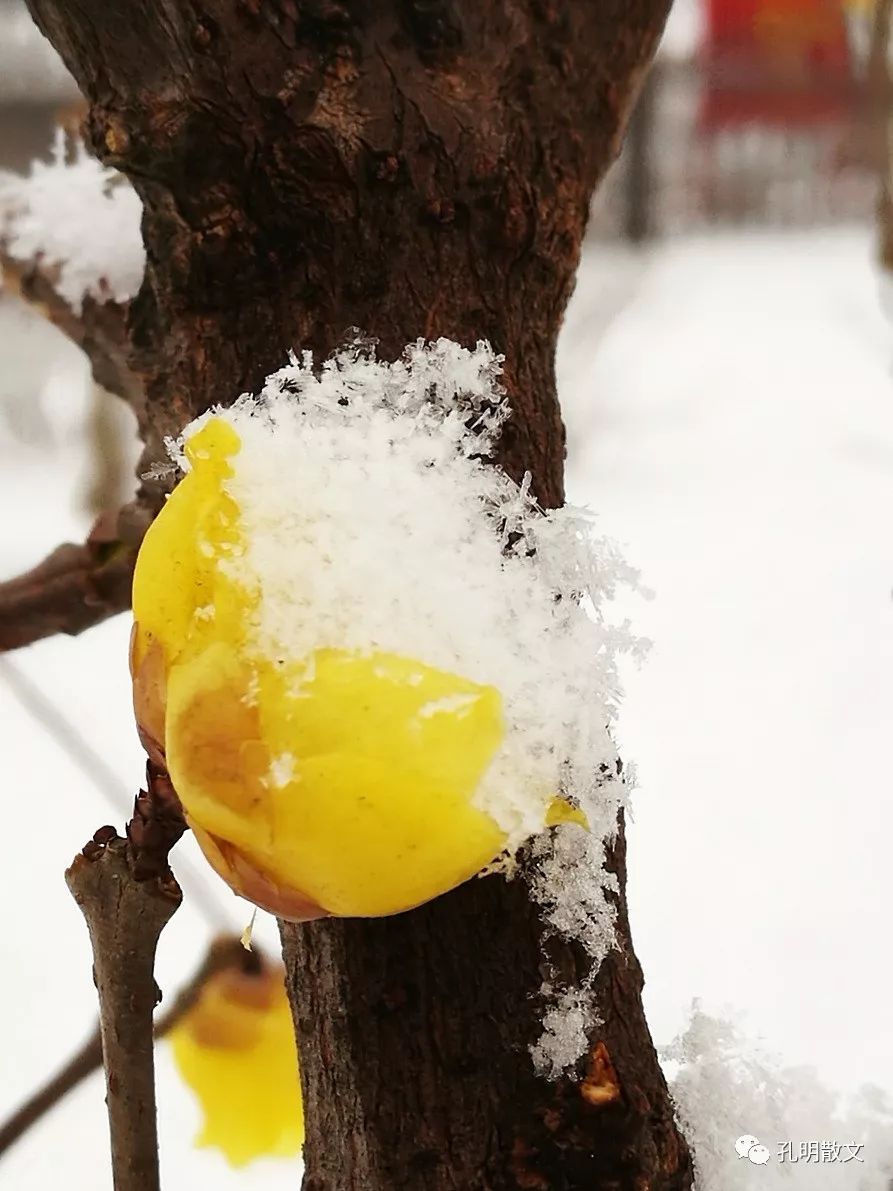 開始飄雪花了,我唱著