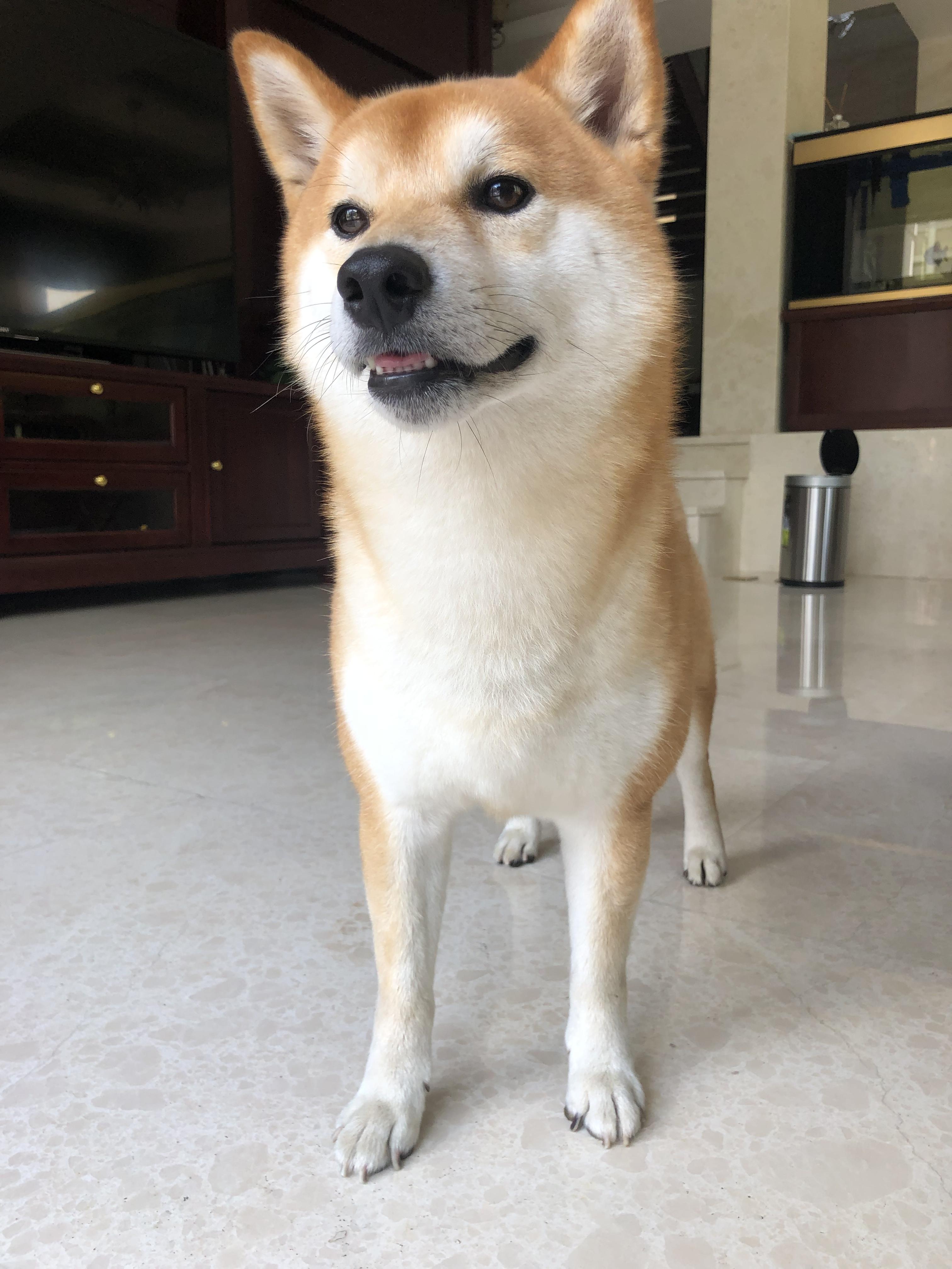 桐乡商会大厦昆仑公寓丢失黄白色公柴犬_狗狗